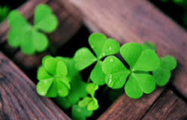 Ϊʲô��Ҷ�������˲� ��Ҷ�ݺ���Ҷ�ݵ�����ͼ