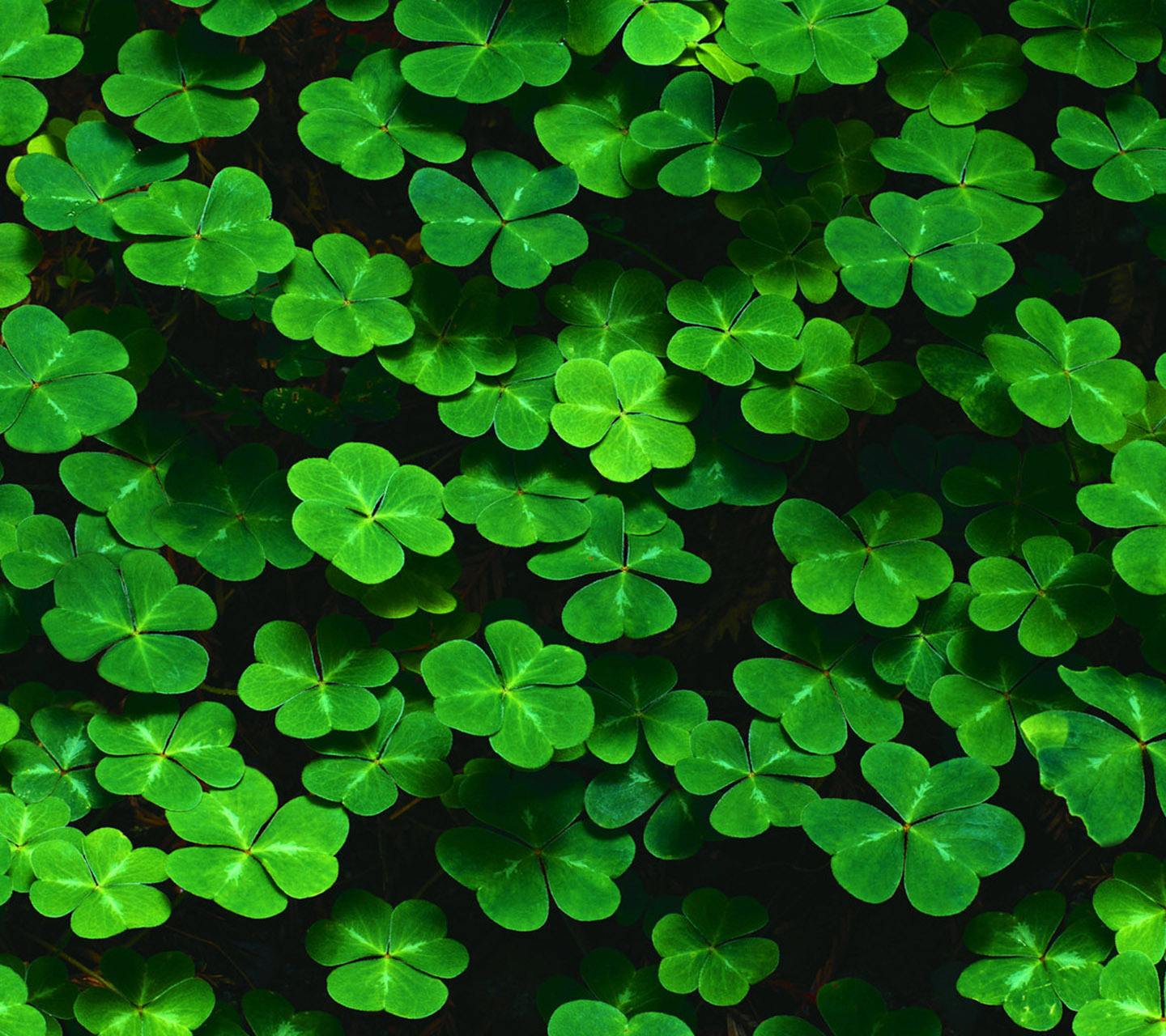 Ϊʲô��Ҷ�������˲� ��Ҷ�ݺ���Ҷ�ݵ�����ͼ