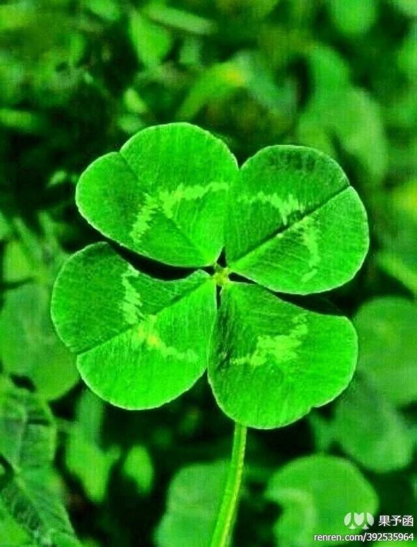 Ϊʲô��Ҷ�������˲� ��Ҷ�ݺ���Ҷ�ݵ�����ͼ