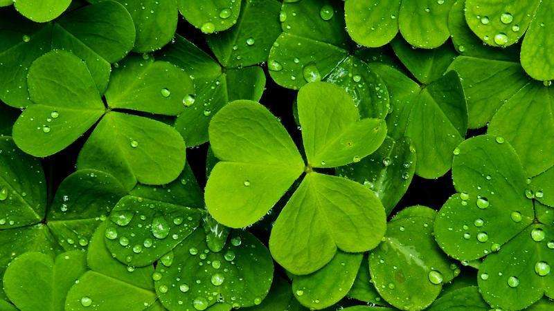 为什么四叶草是幸运草 四叶草和三叶草的区别图