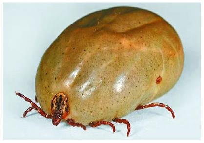 ���Ϊʲô��ҧ���� �����ҧ����ô�����ȫ