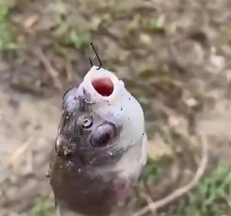 死鱼正口收杆就走什么意思 死鱼正口是什么原因