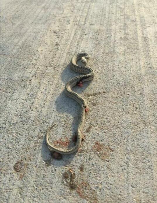 ����ѹ������ʲô˵���ɻ� ����·�������ߺᴩ��·����