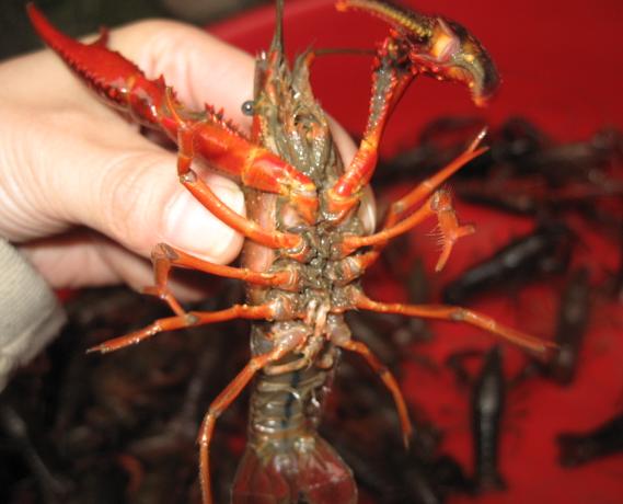 Ұ��С��Ϻ���²�׽�ȽϺ� Ұ����С��Ϻ�м��������ܲ��ܳ�