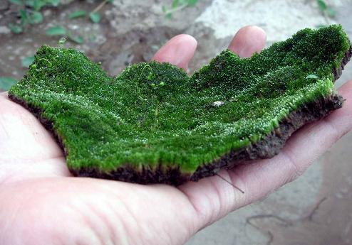 ��ɽ��̦�������� ��̦�޽�ע������