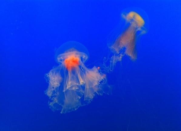 ����ˮĸ��������� ����ˮĸ���ϻ�ͯ