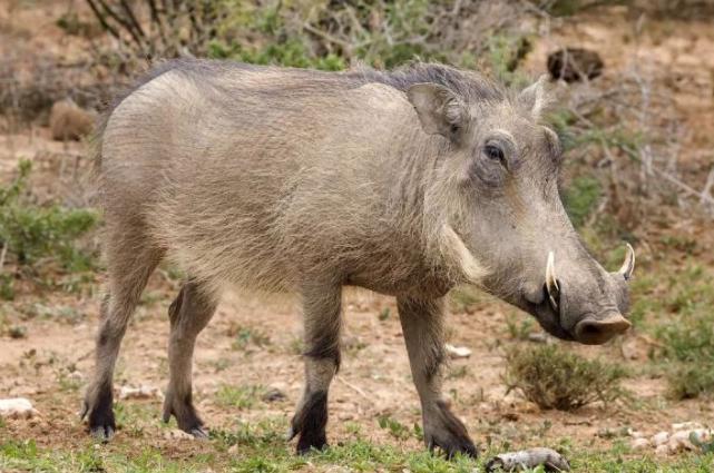非洲疣猪数量图片