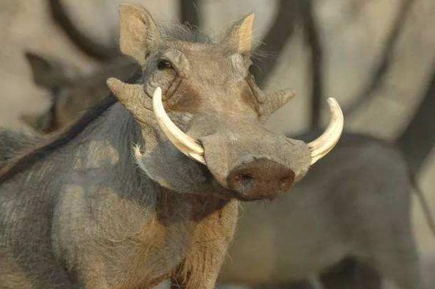 ����������ʲô�� ���Ժö�ս����ȴ�Ǻ���