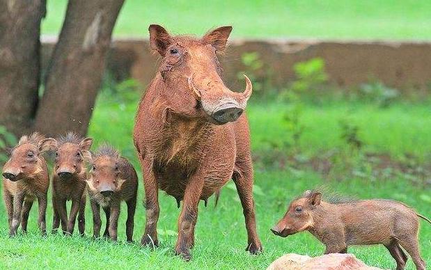 ����������ʲô�� ���Ժö�ս����ȴ�Ǻ���