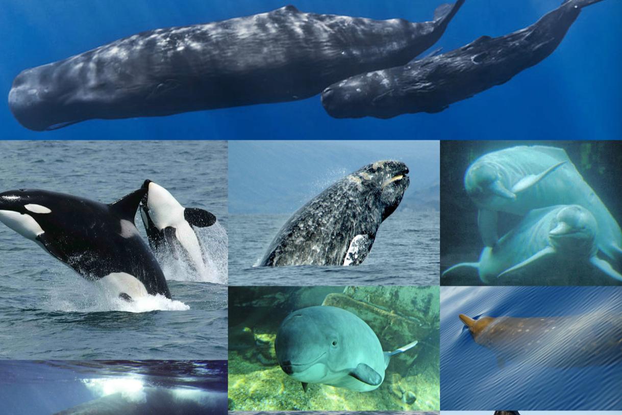 �ٺ������ھ���������ʲôΣ�� �ٺ��ھ�����������