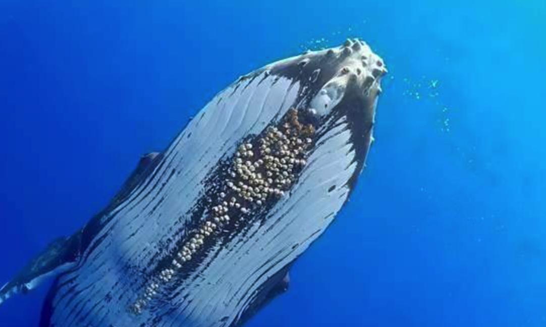 �ٺ������ھ���������ʲôΣ�� �ٺ��ھ�����������