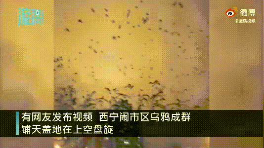 ��˵��ѻ��Ⱥ������������ʲô���� ��ѻ���ִ���ʲô
