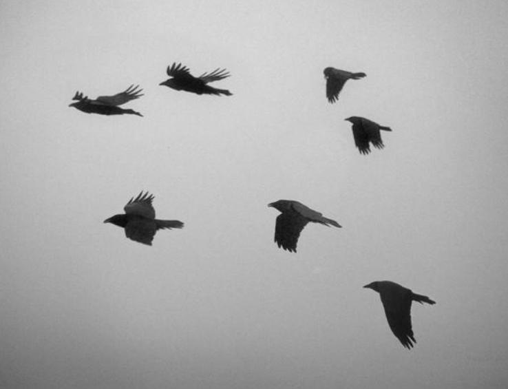 ��˵��ѻ��Ⱥ������������ʲô���� ��ѻ���ִ���ʲô