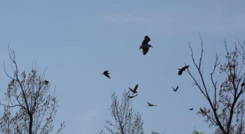 ��˵��ѻ��Ⱥ������������ʲô���� ��ѻ���ִ���ʲô