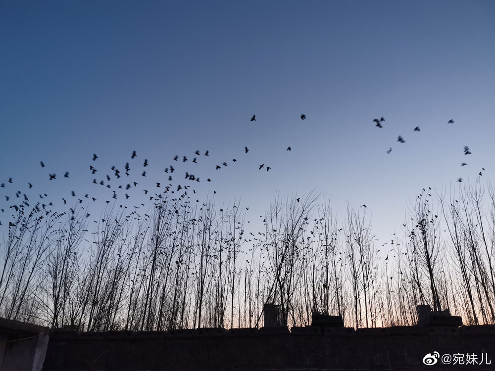 ��˵��ѻ��Ⱥ������������ʲô���� ��ѻ���ִ���ʲô