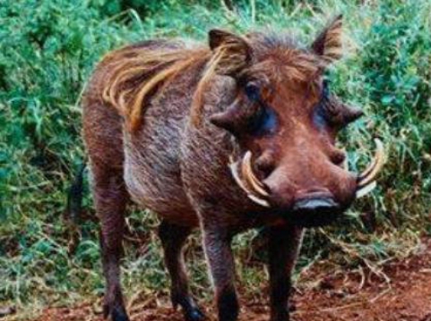 �����������Գ��� ����������Ұ������Щ����