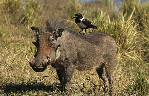 �����������Գ��� ����������Ұ������Щ����