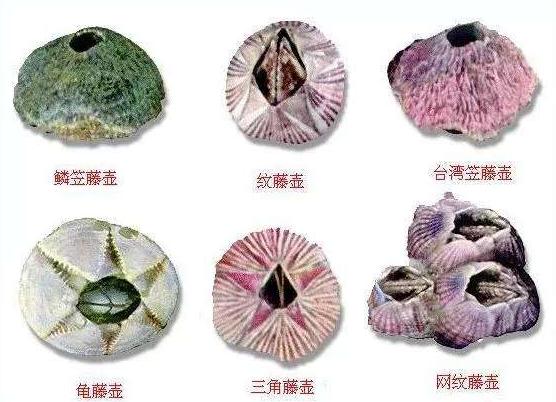 �������ϵ��ٺ���ʲô �ٺ���ô����