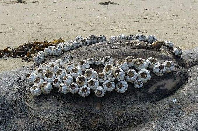 鲸鱼身上的藤壶是什么 藤壶怎么清理