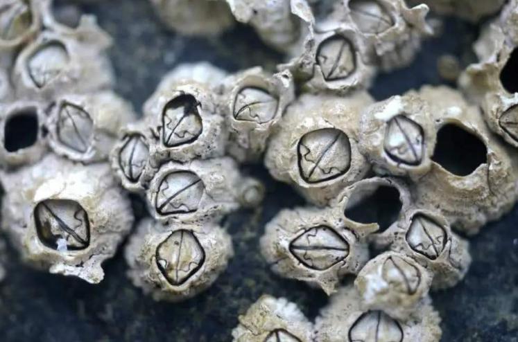 �������ϵ��ٺ���ʲô �ٺ���ô����