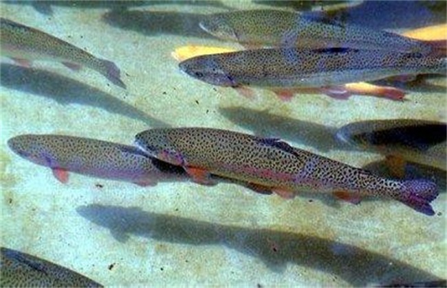 �����㱻�������Ⱦ֢״����Щ ������Ա�������������ͼƬ