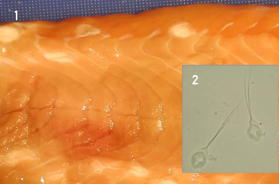 虹鳟鱼被寄生虫感染症状有哪些 虹鳟鱼对比真正的三文鱼图片