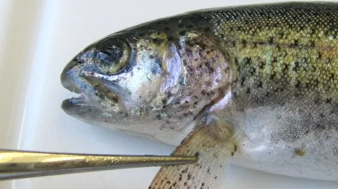 虹鳟鱼被寄生虫感染症状有哪些 虹鳟鱼对比真正的三文鱼图片