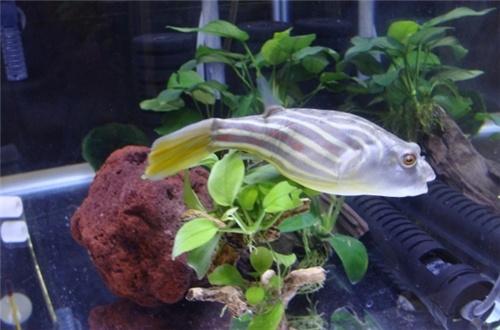 ������ͷ��ҧ���� ���ǳ�ʲô���Ŀ�