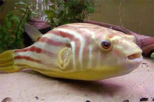 ������ͷ��ҧ���� ���ǳ�ʲô���Ŀ�