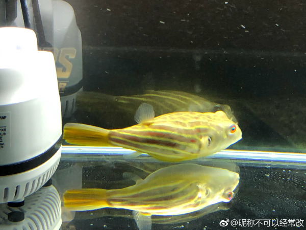 ������ͷ��ҧ���� ���ǳ�ʲô���Ŀ�