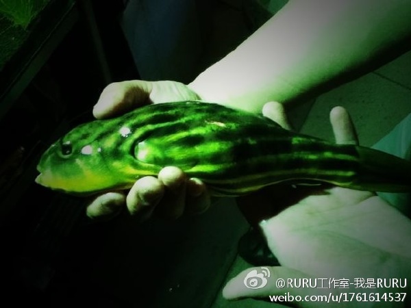 ������ͷ��ҧ���� ���ǳ�ʲô���Ŀ�