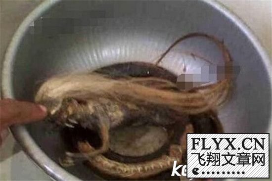 人头蛇身怪物震惊全球 带回这名人头蛇身怪物尸体回去