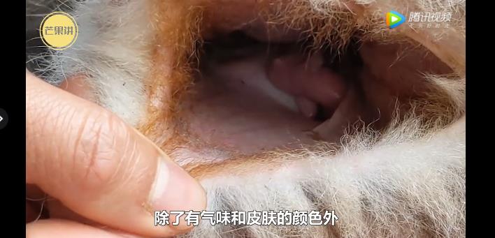 袋鼠的袋子有多脏 澳洲人为什么讨厌袋鼠