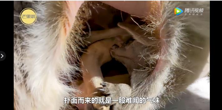 袋鼠的袋子有多脏 澳洲人为什么讨厌袋鼠