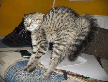 猫看见不干净的东西什么反应 猫是招鬼还是辟邪的