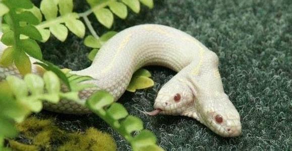 �ձ������˷�����ʵ��������ͼƬ �Ѿ����־�������