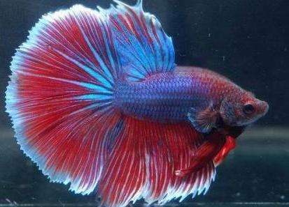 ̩������Ʒ�ʼ������ ��ϡ�еĶ�����ɫ��ʲôɫ��