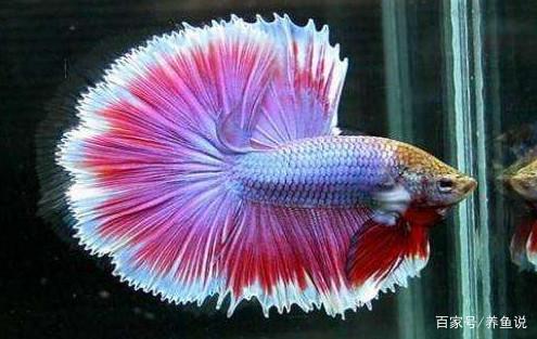 ̩������Ʒ�ʼ������ ��ϡ�еĶ�����ɫ��ʲôɫ��