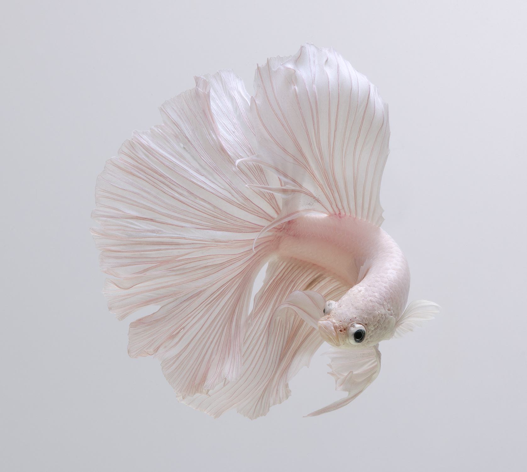 ̩������Ʒ�ʼ������ ��ϡ�еĶ�����ɫ��ʲôɫ��