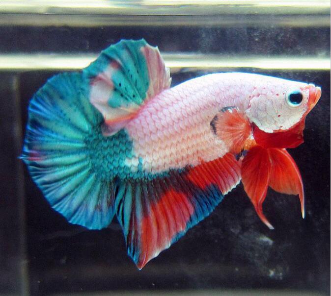 ̩������Ʒ�ʼ������ ��ϡ�еĶ�����ɫ��ʲôɫ��