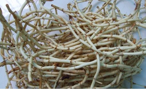 �۶�����ʲô ζ��Ϊʲô��ô�����ѳ�