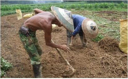 �۶�����ʲô ζ��Ϊʲô��ô�����ѳ�