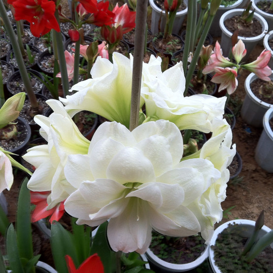 �춥��Ϊʲôֻ��Ҷ�Ӳ����� �춥��ԶԺ졢������������