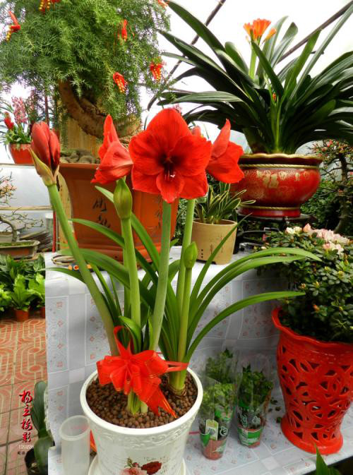 �춥��Ϊʲôֻ��Ҷ�Ӳ����� �춥��ԶԺ졢������������