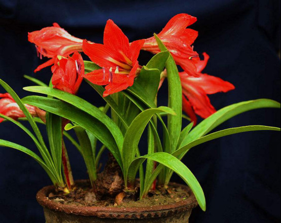 �춥��Ϊʲôֻ��Ҷ�Ӳ����� �춥��ԶԺ졢������������