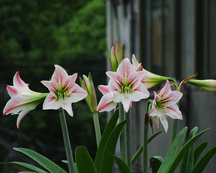 �춥��Ϊʲôֻ��Ҷ�Ӳ����� �춥��ԶԺ졢������������