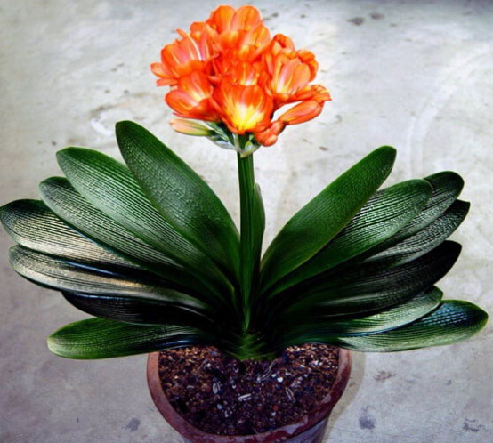 �춥��Ϊʲôֻ��Ҷ�Ӳ����� �춥��ԶԺ졢������������