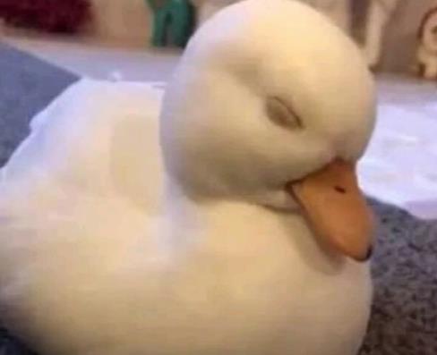 �¶�Ѽ����ͨ��Ѽ����ʲô���� ���ǹ���Ʒ���ǳ���Ѽ