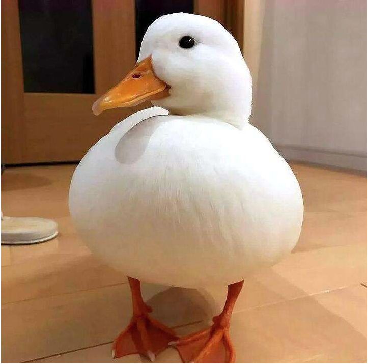 �¶�Ѽ����ͨ��Ѽ����ʲô���� ���ǹ���Ʒ���ǳ���Ѽ