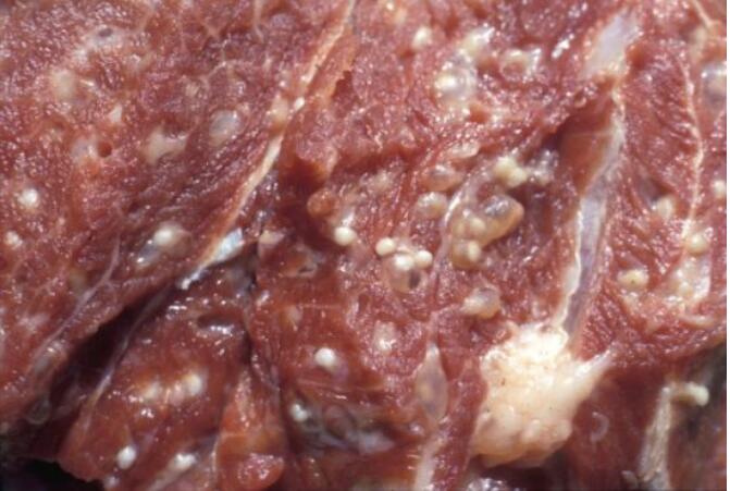 猪肉绦虫能高温多少度能杀死 猪肉绦虫是怎么感染上的-走红网